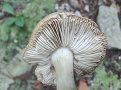 Tricholoma subsejunctum