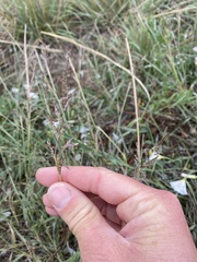 Sporobolus cryptandrus