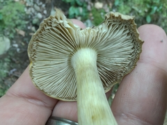 Tricholoma subsejunctum