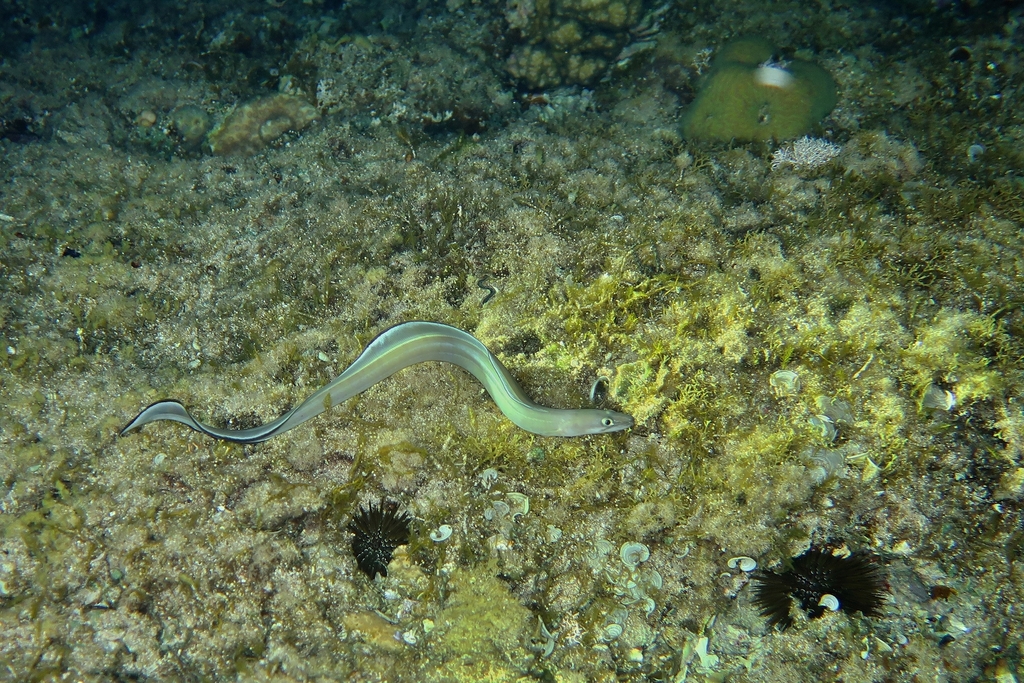 Longfin African conger