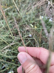 Sporobolus cryptandrus