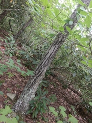 Tricholoma subsejunctum