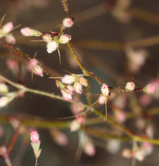 Oxytheca dendroidea dendroidea