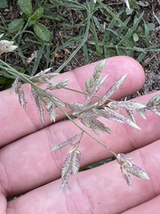 Eragrostis secundiflora