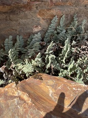 Pellaea bridgesii