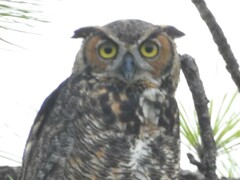 Bubo virginianus virginianus