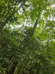 Tricholoma subsejunctum