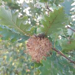 Andricus caputmedusae