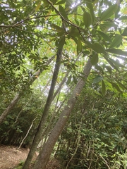 Tricholoma subsejunctum