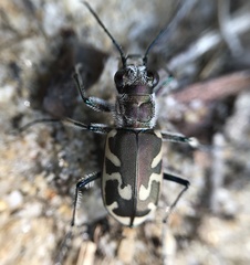 Cicindela formosa
