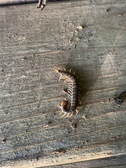 Hemiscolopendra