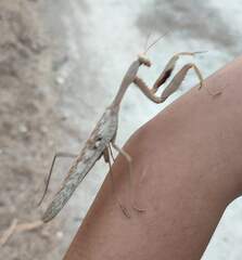 Hierodula timorensis