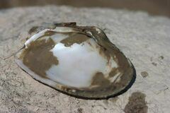 Alasmidonta marginata