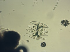 Micrasterias laticeps