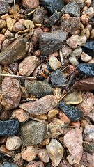 Nicrophorus marginatus