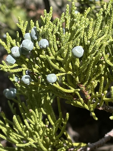 Western juniper (Juniperus grandis)