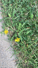 Arctotheca prostrata