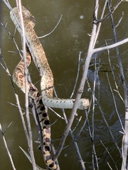 Pituophis catenifer sayi