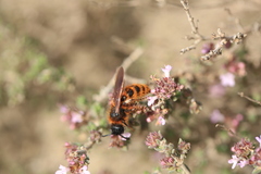 Dasyscolia ciliata