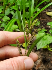 Carex scabrata