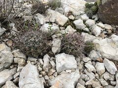 Hamatocactus hamatacanthus hamatacanthus