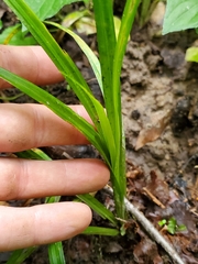 Carex scabrata