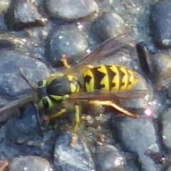 Vespula pensylvanica