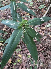 Commelina virginica