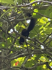 Sciurus variegatoides