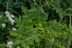 Angelica archangelica