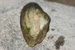 Alasmidonta marginata