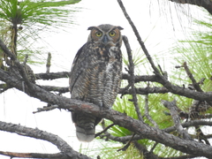 Bubo virginianus virginianus