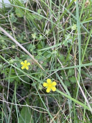 Potentilla