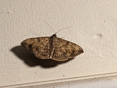 Anticarsia gemmatalis