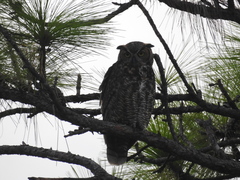 Bubo virginianus virginianus