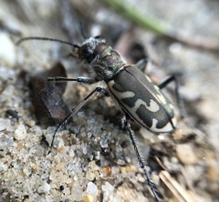 Cicindela formosa