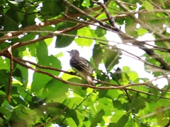 Myiarchus