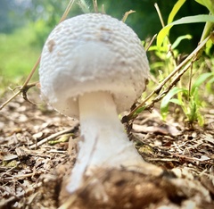 Amanita polypyramis