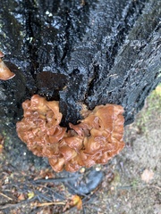 Phaeotremella