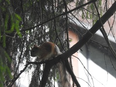 Sciurus vulgaris