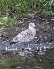 Larus argentatus