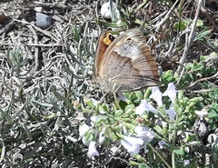 Pyronia cecilia