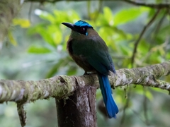 Momotus aequatorialis
