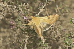 Heliothis peltigera