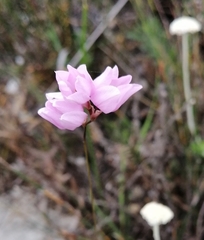 Ixia micrandra