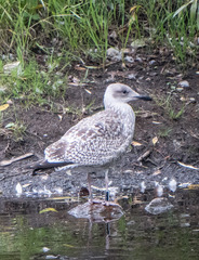 Larus argentatus