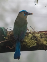 Momotus aequatorialis