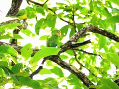 Eupsittula canicularis