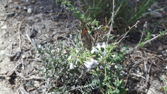 Pyronia cecilia