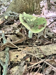 Russula parvovirescens